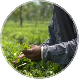 Plucking Tea at Chengmari
