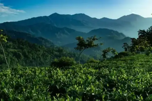 Himalayan Mountain Foothills