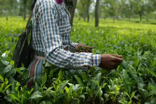 Artisanal Tea Plucking