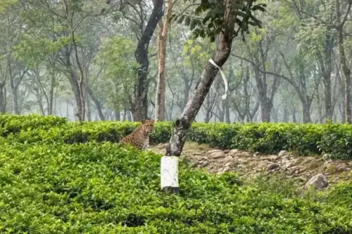 Chengmari Wildlife - Leopard