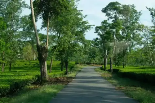 Vast Tea Plantation