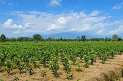 Chengmari New Plantation