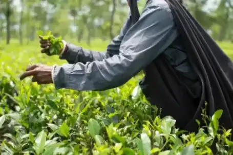 The Leaf - Chengmari Single Estate Cultivation
