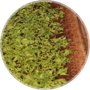 Cooling Green Tea Leaves
