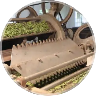 Green Tea Drying Machinery