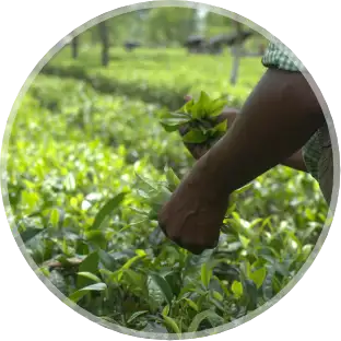 Plucking Green Tea at Chengmari