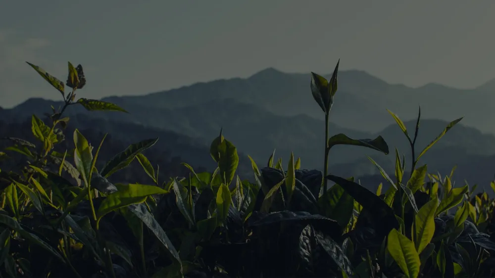 Tender tea leaves being carefully plucked at Chengmari