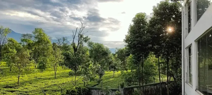 View across the tea estate