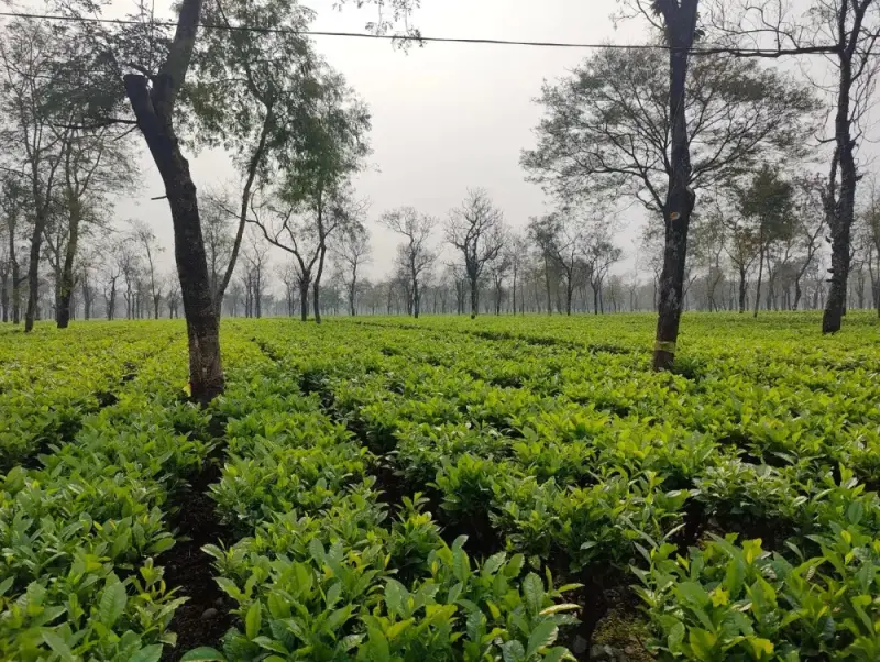 Tea garden beneath mature trees