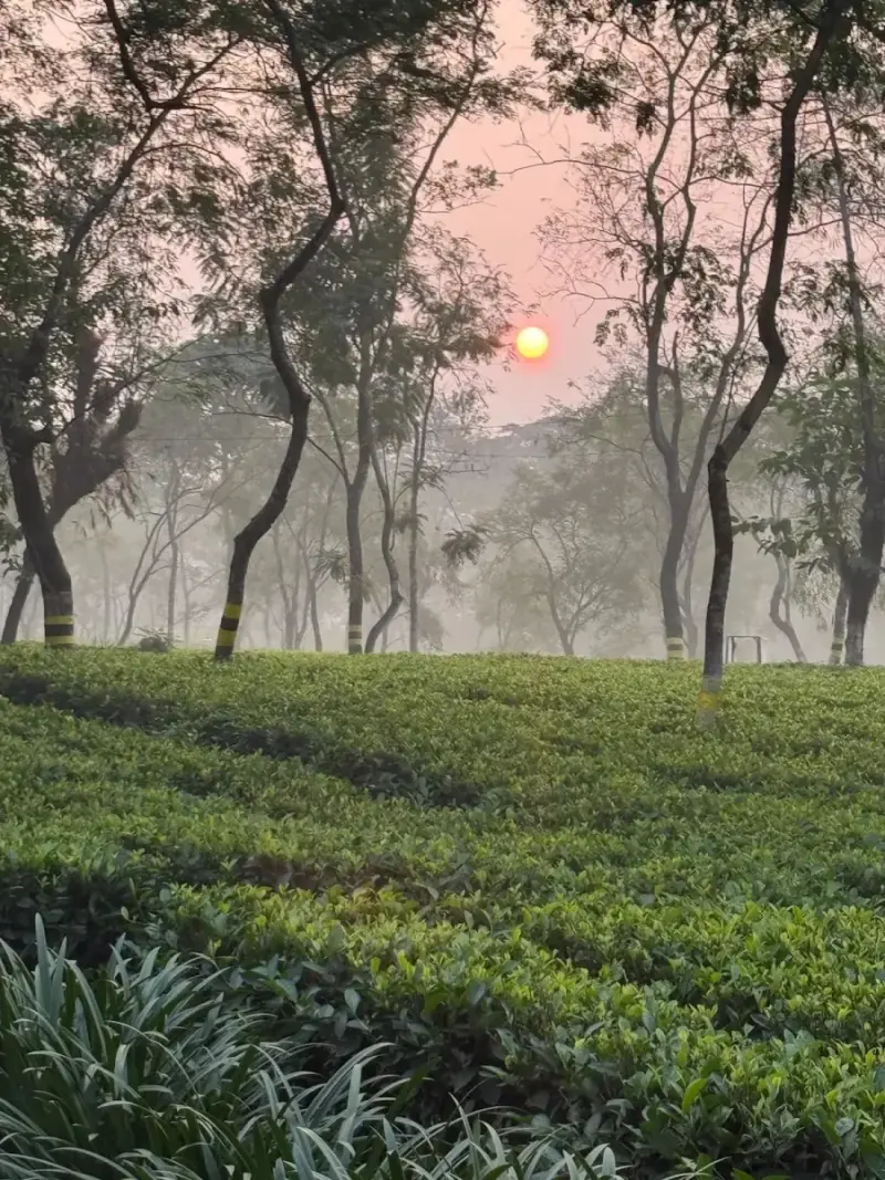 Misty tea garden at sunrise