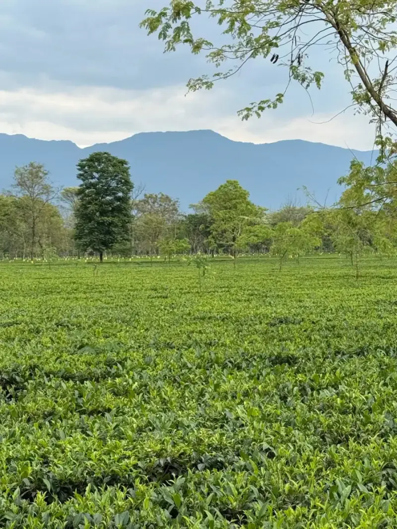 Chengmari tea garden