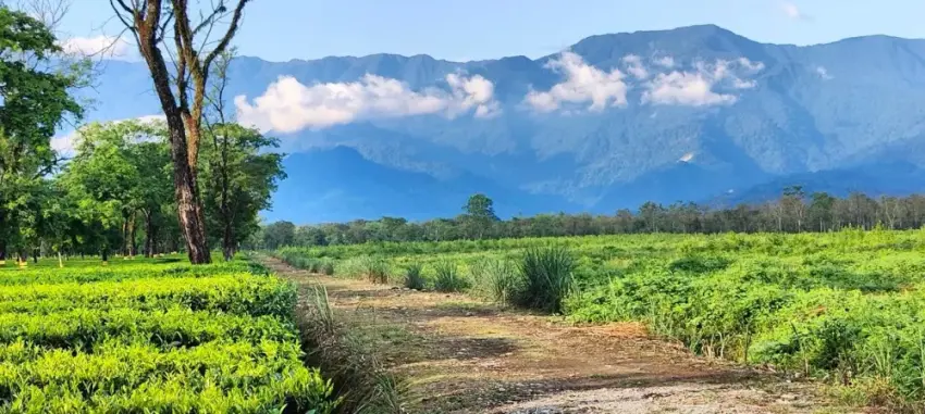 Chengmari tea garden at the foothills of Bhutan