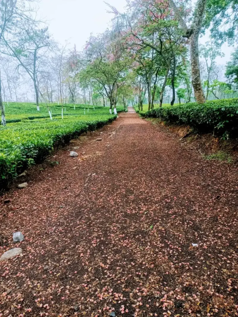 Path through the tea garden