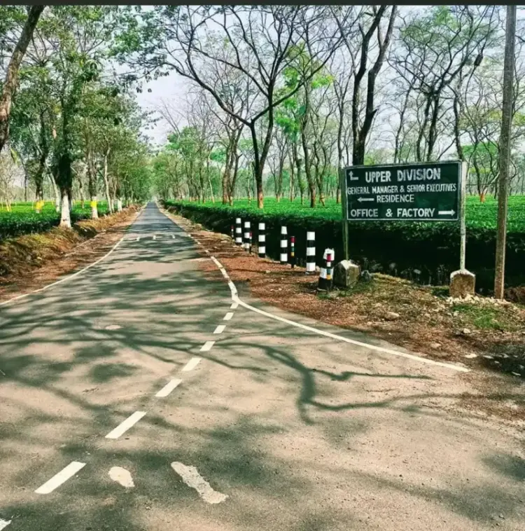 Road through Chengmari tea estate