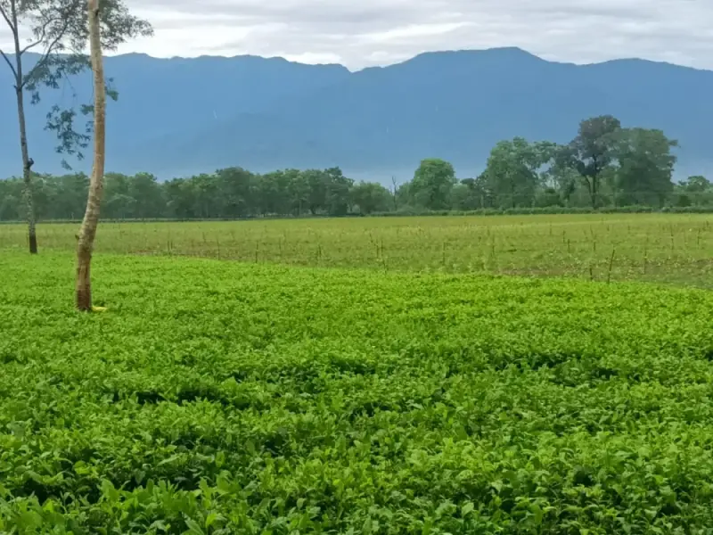 Tea field with mountain backdrop