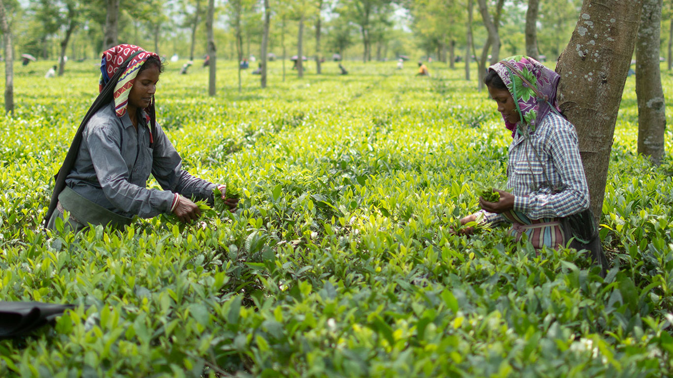 Largest Tea Estate in Asia | 1.8 Billion Cups of Tea Produced Every Year